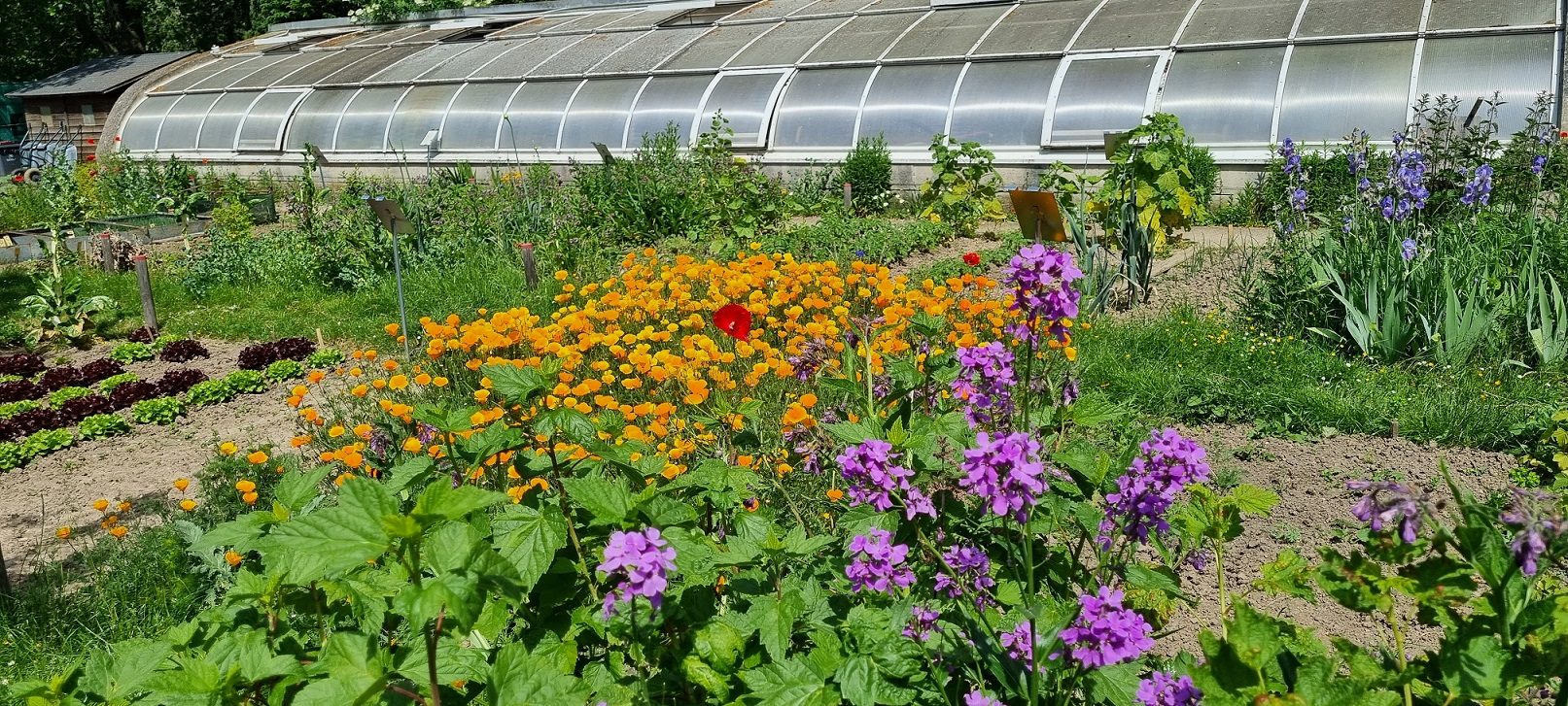 Serre du jardin potager du Relais Nature Jouy-Vélizy