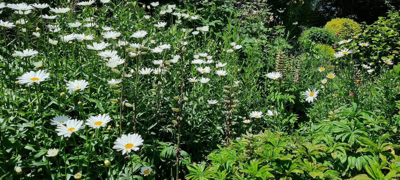 Marier les fleurs et les légumes: une nécessité au jardin.