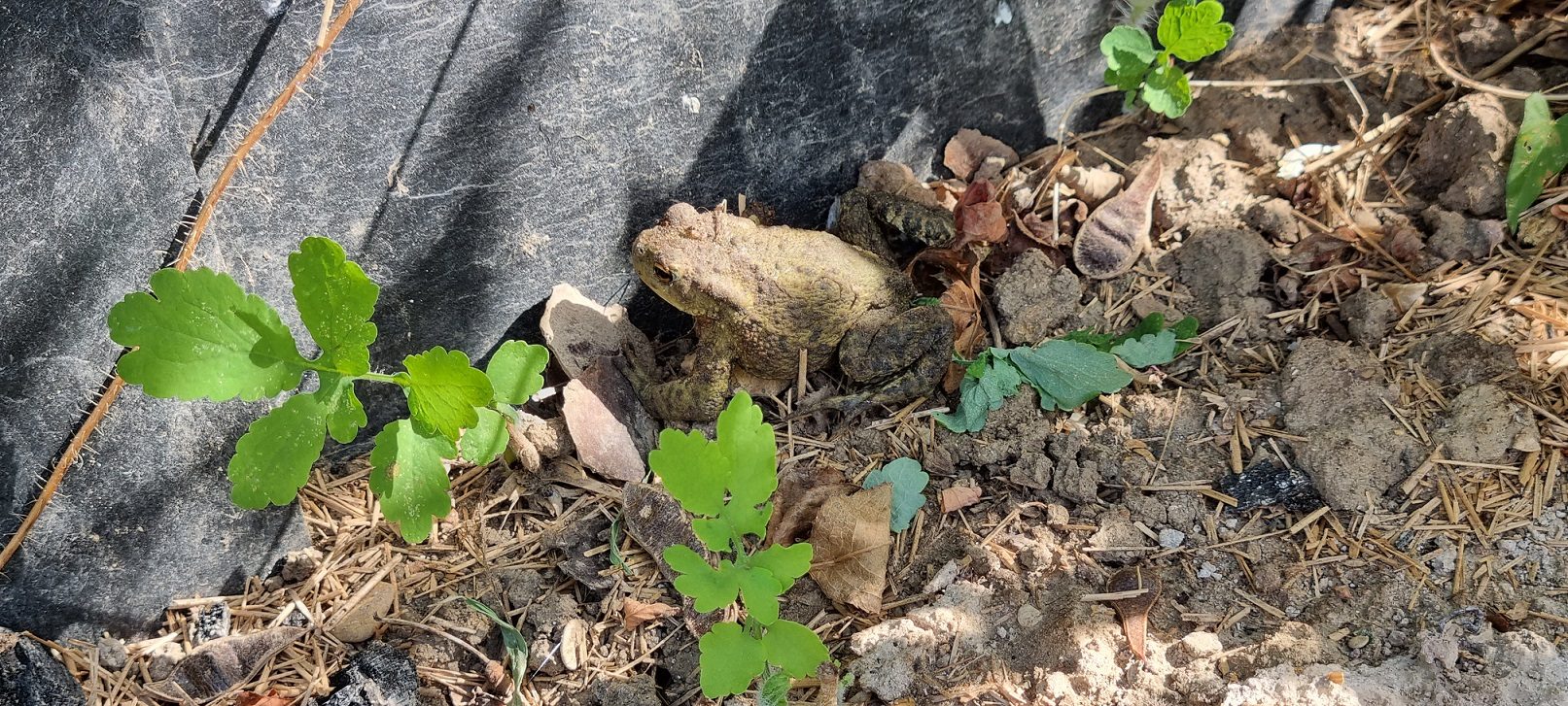 Le Crapaud commun, un hôte régulier de notre jardin