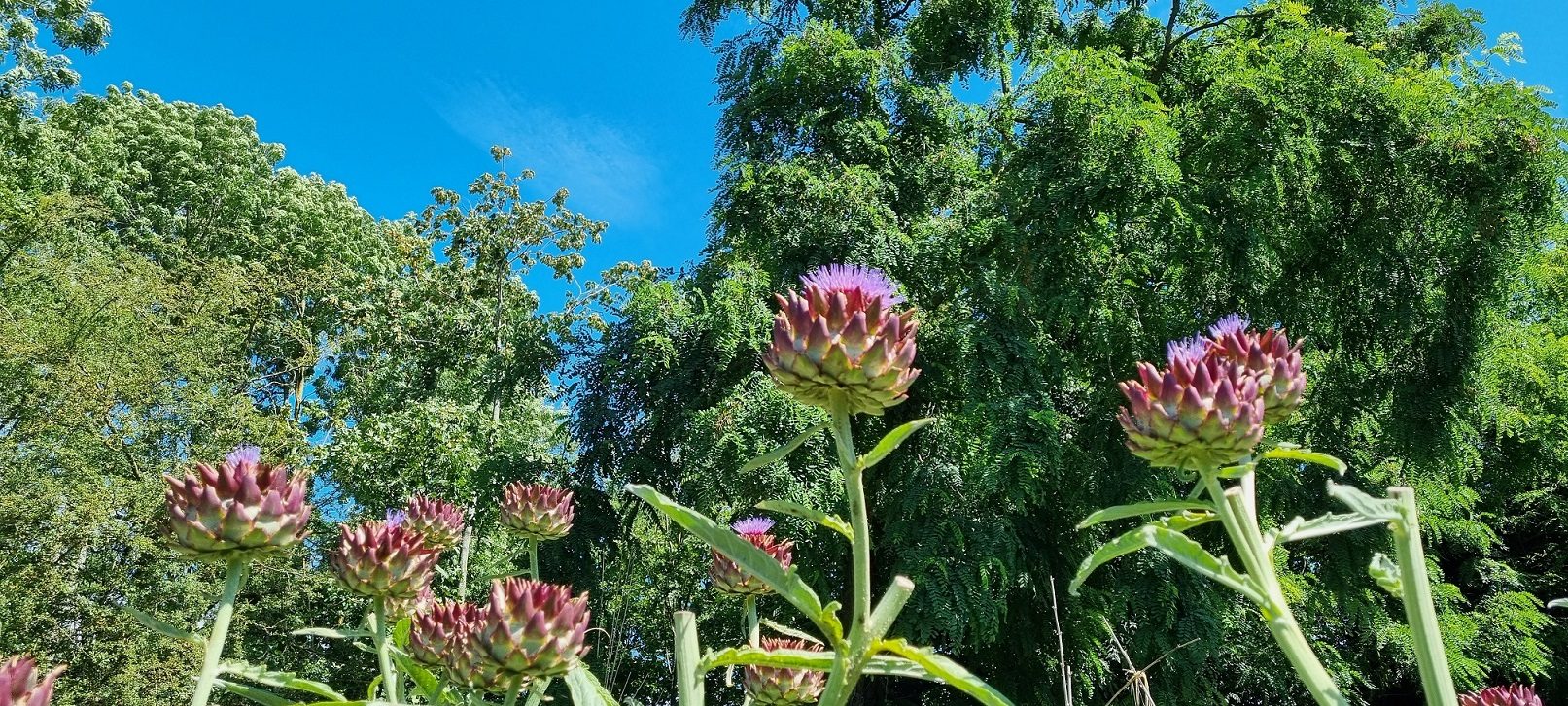 L'artichaut à maturité libère une inflorescence aux couleurs merveilleuses