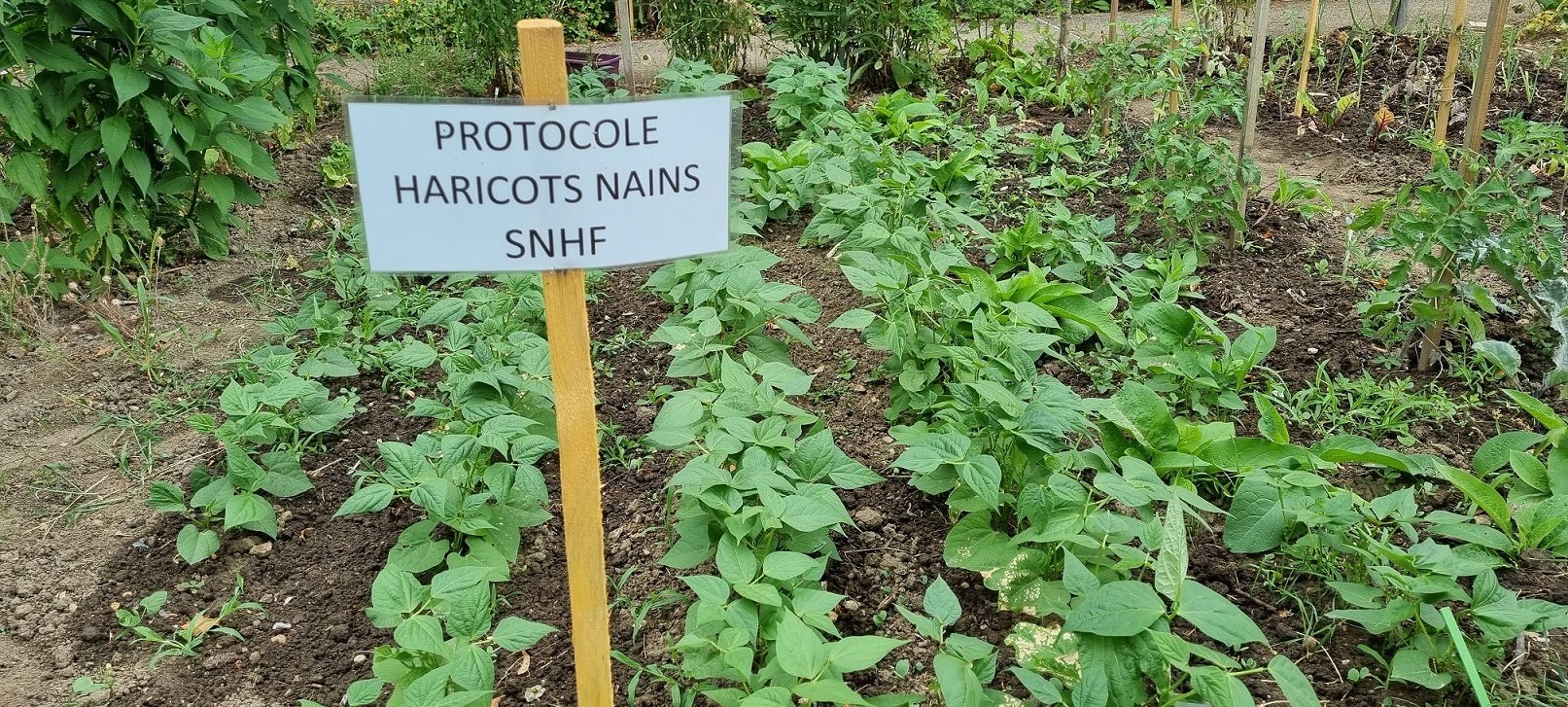 Comparaison de la croissance de cinq variétés différentes de haricots nains.