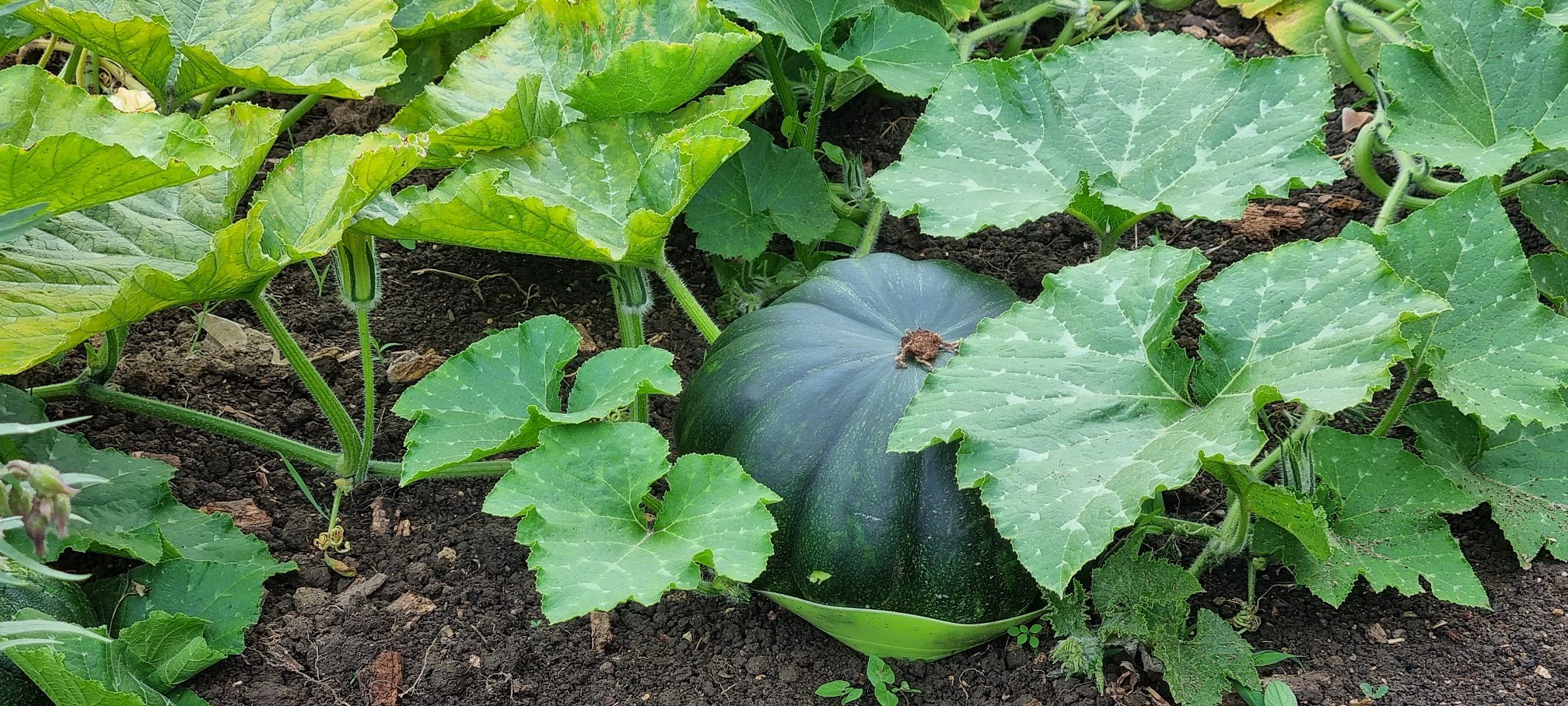 Des cultures variées comme ces courges