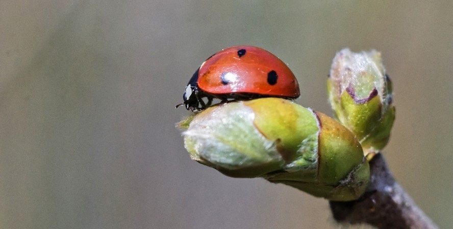 La Coccinelle à 7 points est une des espèces du jardin potager